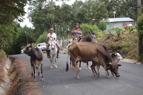 My neighbors in Boquete move their cows from up the road to grazing across the river