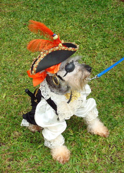 This is the dog who won the Halloween costume contest at the dog show