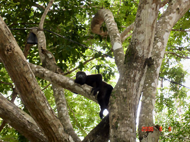 Howler Monkeys live free in the trees at La Playita in the Azuaro of Panama