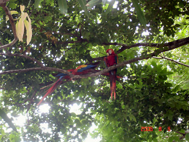 Free flying Macaws live at LaPlayita too