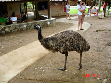 This Emu lives at LaPlayita too