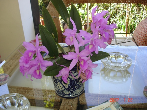 orchids-001