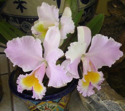 orchids-002