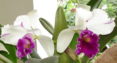orchids-004