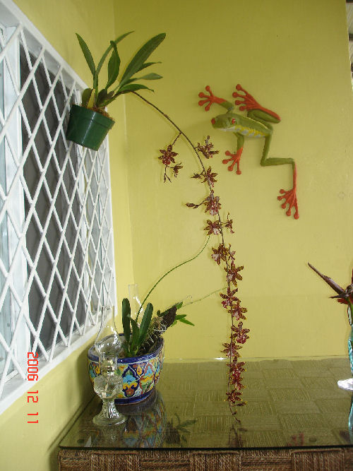 orchids-0051