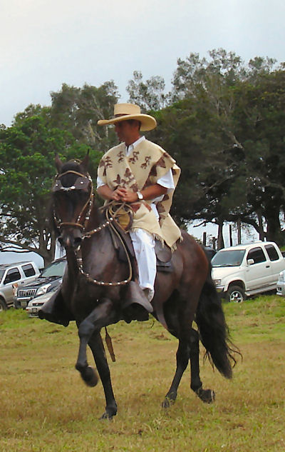 Paso Fino (dancing) horses are the breed common in Panama...they are beautiful to watch