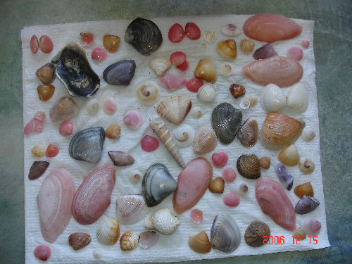 These aren't animals or plants, but shells that I picked up on the beach in Panama on the Pacific