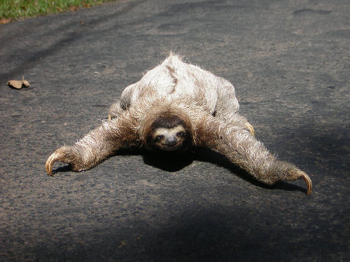 Sloths have the lowest metabolism of any animal....there are 2 toed and 3 toed sloths..we came across this one on the road in Panama