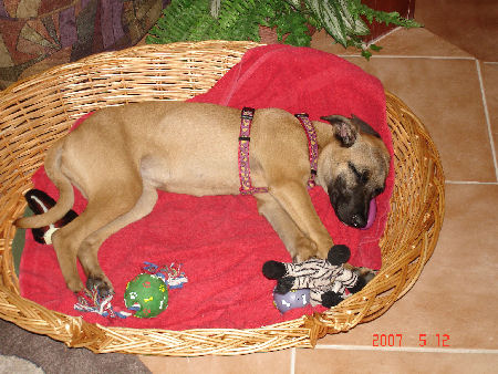 Little Zap sleeping like a baby with her toys